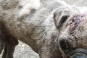 八哥犬掉毛的原因及防治方法（揭秘八哥犬掉毛的原因，帮助主人有效预防和处理）