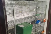 选择合适的兔子笼网，为兔子提供良好的居住环境（兔子笼网的选择要点与使用建议）
