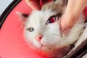 布偶猫疫苗防控攻略（布偶猫疫苗种类、接种时间和养护要点）