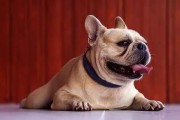 介绍几种以短毛为特点的大型犬品种（探索短毛大型犬的优点和特点）