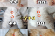 公猫和母猫怎么辨认？3秒分清公母，连幼猫都能搞定！