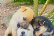 小奶狗为什么会一直叫？（探究小奶狗持续叫的原因及解决办法）