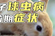 兔球虫病的症状及预防方法（了解兔球虫病的危害与预防措施，守护兔子的健康）