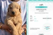 金毛狗狗细小治疗药物指南（以金毛狗狗细小为主题的药物治疗方案，帮助金毛狗狗快速康复）