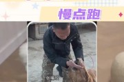 和平可爱的黄金犬从不咬人（家喻户晓的“黄金使者”无懈可击）