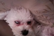 狗狗流眼泪怎么办？（了解原因，合理用药）