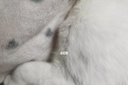 揭开猫传腹死前的真相（探寻猫传腹死前的奥秘，看尽世间猫咪的最后时刻）