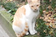 猫的怀孕周期及生育间隔时间（从怀孕到下一胎，猫需要多久的时间？）