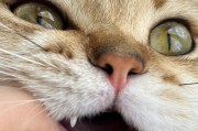 揭秘猫咪牙齿为何常常黑色不洁（猫咪的黑色牙齿背后隐藏着什么秘密？）