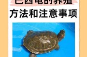 超小巴西龟的饮食习惯（探究超小巴西龟的营养需求和饮食选择）