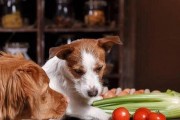 狗狗的健康成长与饮食密切相关（了解狗狗生长的关键）