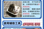 揭秘仓鼠怀孕的特征与奥秘（细数仓鼠怀孕的显著特征及繁殖奥秘）