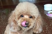 如何正确喂养泰迪狗狗（让你的宠物健康成长）