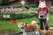 柴犬与土狗的差异