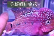 金花罗汉的生长周期及关键因素（探索金花罗汉的成长奥秘及最佳养护方法）