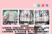 探寻博美的价格范围及市场特点（一探博美价格的奥秘与魅力）