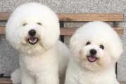 以比熊能否食用水果？（探究以比熊的饮食习惯及适宜食用的水果种类）
