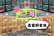 在宠物店买狗，送什么才是关键？（了解宠物店购狗的附加赠送品，为你的新家庭成员提供最好的起步）