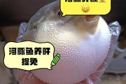 绿河豚鱼的种类与生存环境（探索绿河豚鱼在不同水质条件下的生存能力）