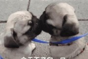 狗狗为什么老是舔自己？（探究狗狗舔自己的原因及行为意义）