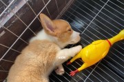 柯基犬详解——了解这个可爱的犬种（揭秘柯基犬的外貌、性格、训练方法和适应环境等方面的知识）