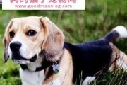 米格鲁猎犬的饲养指南（如何让你的米格鲁猎犬健康快乐？）