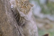 猫咪肚子鼓得像个小皮球是得了猫传腹？该怎么救救毛孩子？
