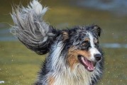 牧羊犬的特点及其适用领域（了解牧羊犬的特质与功能，发现它们在农业、警务和家庭中的价值）