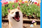 狗狗接种疫苗后的三种常见反应（了解疫苗接种后可能出现的反应及注意事项）