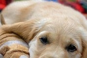狗狗着凉了应该怎么做？怎样判断狗狗是否着凉了？
