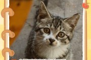 揭秘小猫为何喉咙里一直呼噜呼噜（探究小猫呼噜的原因及其关键影响因素）
