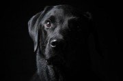 黑色猎犬的品种多样性（探索黑色猎犬世界中的品种多样性）
