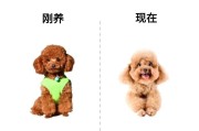小泰迪的成长奇迹（小泰迪走路的时间表及其关键因素）