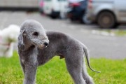 贝灵顿梗犬的体型特征（了解贝灵顿梗犬的体型特点，为宠物养护提供参考）