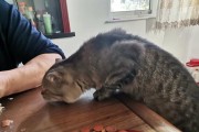折耳猫与波斯猫的完美搭配（以折耳跟波斯猫相配，获得双倍的可爱与优雅）