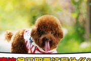 以泰迪换牙期注意什么（宠物狗狗换牙期的护理和注意事项）