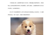 黑狼犬发情特征全解析（宠物主人必读，了解黑狼犬的发情表现）