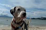 斑点狗的神秘之谜（斑点狗与猎犬）