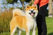 探究秋田犬前腿短后腿长的原因（解密秋田犬前后腿不对称的奥秘）