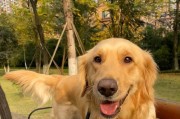 以犬瘟拉血为基础的疫苗研发与预防（探索犬瘟病毒变异期，提高疫苗效果与抗体稳定性）