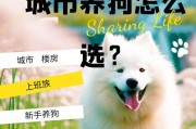 法斗犬（探索法斗犬身上的牛性格特点）