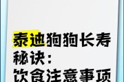 成年泰迪的日常饮食与注意事项（科学合理的饮食管理，关注泰迪健康）