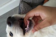 探秘以泰迪长牙的游戏世界（玩转宠物乐园，体验泰迪长牙的快乐冒险）