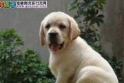 秋天为什么是拉布拉多犬掉毛的季节（探究拉布拉多犬掉毛原因及如何正确护理）