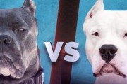 比特犬VS杜高犬（比特犬与杜高犬的能力对比，揭示最强犬种的秘密）