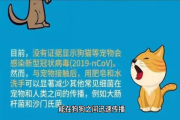 狗狗咳不停？犬传染性气管支气管炎全攻略