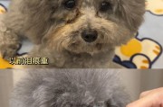如何有效解决泰迪狗泪痕问题（了解泰迪狗泪痕问题的成因及解决方法）