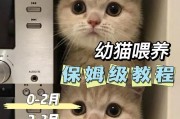 刚出生小猫的适宜食物选择（了解小猫刚出生后的饮食需求，为它们提供最佳营养）