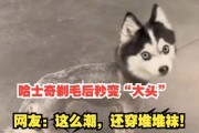 哈士奇背毛竖起来的含义与解读（探索背毛竖起的哈士奇内心世界）