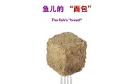 如何正确喂养燕鱼苗以丰年虾为主食（科学喂养方法，培育健康燕鱼苗）